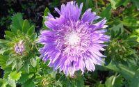 Stokesia laevis