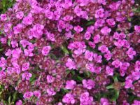 Thymus praecox 'Coccineus'