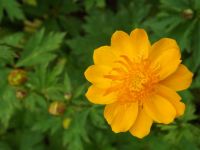 Trollius chinensis 'Golden Queen'