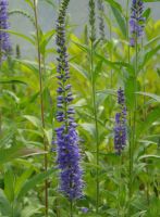 Veronica longif. 'Blauriesin'