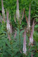 Veronicastrum virg.'Pink Glow'