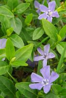 Vinca minor