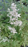 Artemisia lactiflora