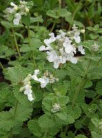 Nepeta racemosa 'Snowflake'