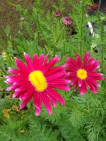 Tanacetum coccineum 'Robinson's Red'