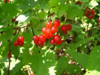 Ribes rubrum ‘Jonkheer van Tets’