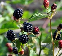 Rubus fruticosus 'Chester Thornless'