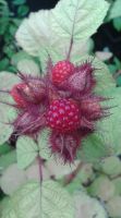 Rubus phoeniocalasius