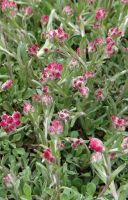 Antennaria dioica 'Rubra'