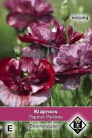 Papaver rhoeas Pandora