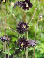 Aquilegia vulgaris 'Black Barlow'