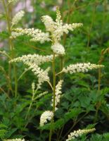 Aruncus aethusifolius