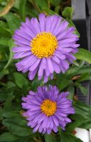 Aster alpinus
