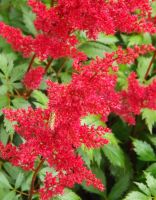 Astilbe (A) 'Fanal'