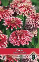 Zinnia elegans 'Mazurkia'