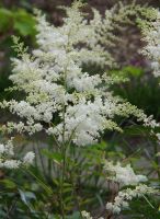 Astilbe (J) 'Deutschland'