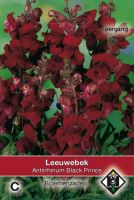 Antirrhinum majus nanum Black Prince