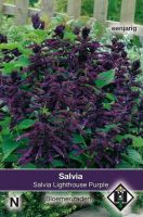Salvia splendens Lighthouse Purple