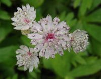 Astrantia major