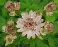 Astrantia maj. 'Roma'