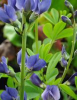 Baptisia australis