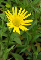 Buphthalmum salicifolium