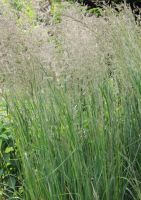 Calamagrostis acutiflora 'Karl Foerster'