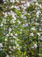 Calamintha nepeta subsp. nepeta