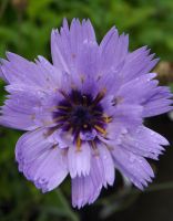 Catananche caerulea