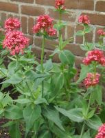 Centranthus ruber 'Coccineus'