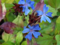 Ceratostigma plumbaginoides