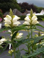 Chelone oblique 'Alba'