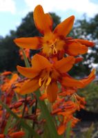 Crocosmia 'Emily McKenzie'