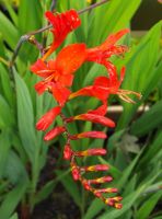 Crocosmia 'Lucifer'