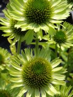 Echinacea pupurea 'Green Jewel'