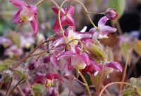 Epimedium rubrum