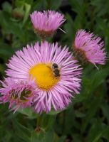 Erigeron 'Rosa Juwel'